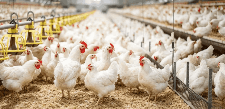 Poultry LED Lighting
