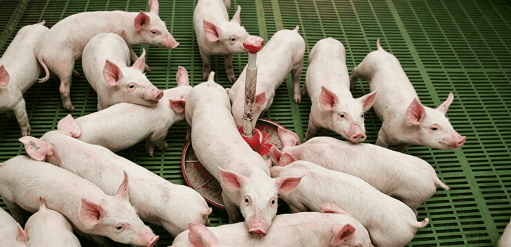 Livestock LED Lighting